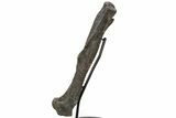 Hadrosaur (Hypacrosaur) Femur with Metal Stand - Montana #227775-4
